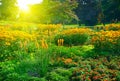 Multicolored flowerbed in park