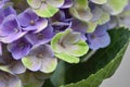 Flowering Hydrangea Magical Royalty Free Stock Photo