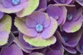 Flowering Hydrangea Magical Royalty Free Stock Photo