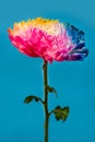 Multicolored chrysanthemum flower