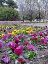 Multicolored flowers in a city flower bed