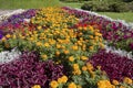 Multicolored flowers on a city flowerbed