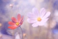 Multicolored flowers of the Cosmos in the sunlight. Royalty Free Stock Photo