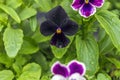 Multicolored flowers on flowerbed in city park on sunny summer day. Black Violka Vittroka or garden pansies Viola wittrockiana Royalty Free Stock Photo