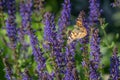 Multicolored flowers on green meadow in forest. Flying bees and butterflies complements the beauty and diversity of nature Royalty Free Stock Photo