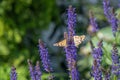 Multicolored flowers on green meadow in forest. Flying bees and butterflies complements the beauty and diversity of nature Royalty Free Stock Photo