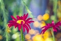 Multicolored flowers on green meadow in forest. Flying bees and butterflies complements the beauty and diversity of nature Royalty Free Stock Photo