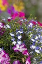 Flower arrangement ideas with impatiens and lobelia Royalty Free Stock Photo