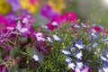 Flower arrangement ideas with impatiens and lobelia Royalty Free Stock Photo