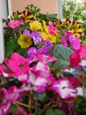 Flower arrangement ideas with impatiens, verbina, petunia and lobelia Royalty Free Stock Photo