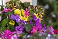 Multicolored petunias for balconies and terraces. Flower arrangement ideas Royalty Free Stock Photo