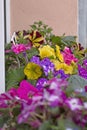 Multicolored petunias for balconies and terraces. Flower arrangement ideas. Royalty Free Stock Photo