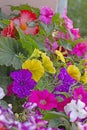 Multicolored petunias for balconies and terraces. Flower arrangement ideas. Royalty Free Stock Photo