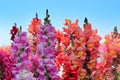 Multicolored flowers snapdragon on a blue sky