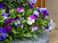 Multicolored flowers of Viola Ã wittrockiana in a group grow in a city flower bed