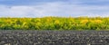 Multicolored foliage of forest belt separates blue cloudy sky from black plowed land. Autumn. Royalty Free Stock Photo