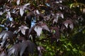 Multicolored foliage of Liquidambar styraciflua tree