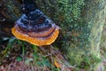 multicolored frozen mushroom on a tree trunk