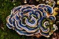 Multicolored fungi on a log with moss