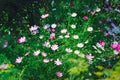 Multicolored garden daisies. Cosmos flowers