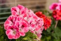 Multicolored geraniums in bloom