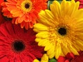 Multicolored gerbera flowers in bouquet, close-up. Colorful gerbera, yellow, orange, red flowers. Royalty Free Stock Photo