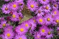 Multicolored and graceful butterfly on a flower meadow