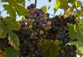 Multicolored Grapes in Tuscan Vineyard