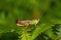 Multicolored grasshopper in nature. Macro Shoot