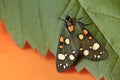 Multicolored green with orange and white circles on the wings of a moth Royalty Free Stock Photo