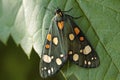 Multicolored green with orange and white circles on the wings of a moth Royalty Free Stock Photo