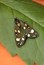 Multicolored green with orange and white circles on the wings of a moth Royalty Free Stock Photo