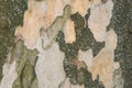 Multicolored green, yellow and grey spotted bark of American sycamore. Texture of bark Platanus. Tree surface of