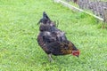 Multicolored hen feeds on grass
