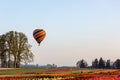 Multicolored hot air balloon floating at a low altitude over tulip field