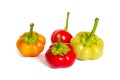 Multicolored hot chili pepper on a white background