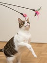 Multicolored house cat playing with feather toys on stick indoors in room with white wall and wooden floor Royalty Free Stock Photo