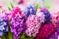 Multicolored hyacinths Royalty Free Stock Photo
