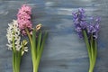 Multicolored hyacinths on a blue textural background Royalty Free Stock Photo