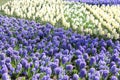 Multicolored hyacinths in city park Royalty Free Stock Photo