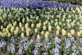 Multicolored hyacinths in city park Royalty Free Stock Photo