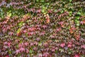 Multicolored Ivy Leaves With Raindrops And Green Branch. Wet Colorful Ivy Leaves In Autumn, White Wall As Background. Wall Of Red Royalty Free Stock Photo