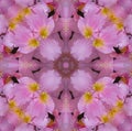 Multicolored kaleidoscope of colorful pink clematis flowers Royalty Free Stock Photo