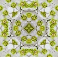 Multicolored square kaleidoscope abstract background illustration of white hellebore Royalty Free Stock Photo