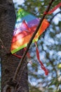 Diversity Themed Colorful Paper Kite Caught in Tree Branch Illuminated in Dappled Sunlight Royalty Free Stock Photo