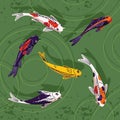 Multicolored Koi, ornamental Nishikigoi floating in pond top view. Decorative Japanese carp swim in lake water panorama Royalty Free Stock Photo