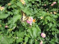 Multicolored Lanthanum Camara exotic flower with pink and yellow petals on green leaves background. The family Verbena, floral