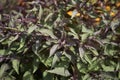 Purple leaves of Ageratina altissima