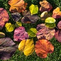 Multicolored leaves of Judas tree - Cercis canadensis Forest Pansy - in autumn on a meadow.