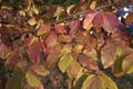 Parrotia persica colorful foliage in autumn